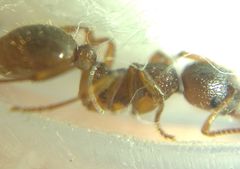 Myrmica ruginodis
