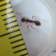 Myrmica ruginodis