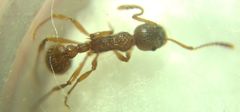 Myrmica ruginodis