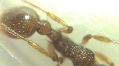 Myrmica ruginodis