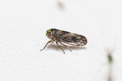 Oncopsis flavicollis