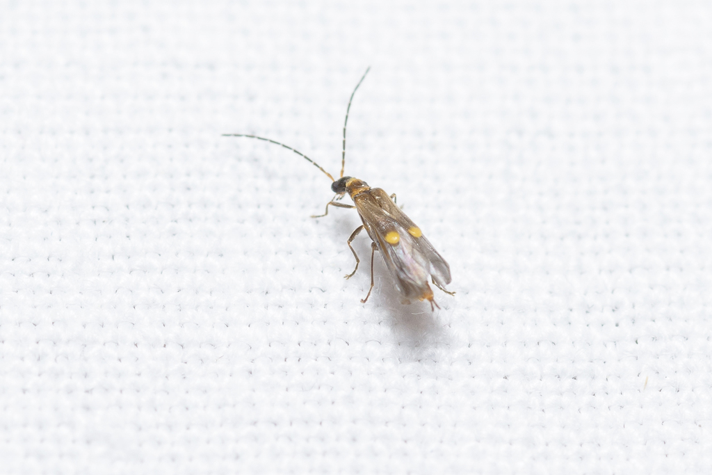 Malthodes spathifer