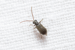 Dryophilus pusillus