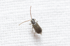 Dryophilus pusillus