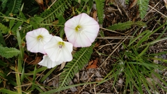 Convolvulus arvensis