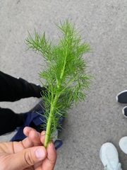 Tripleurospermum inodorum