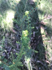 Pimelea flava flava