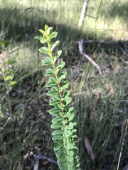 Pimelea flava flava
