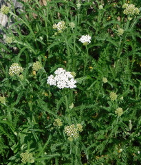 Achillea millefolium