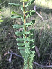 Pimelea flava flava