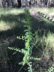 Pimelea flava flava