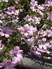 Malva trimestris