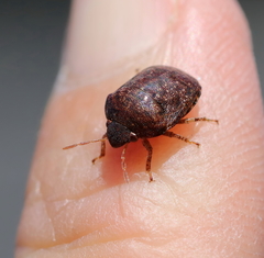 Stethaulax marmorata