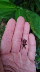 Metaprodioctes formosanus