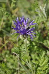 Centaurea fuscomarginata