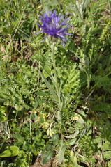 Centaurea fuscomarginata