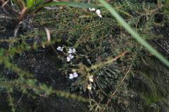 Stylidium assimile