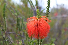 Melaleuca sparsa