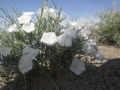 Convolvulus gortschakovii