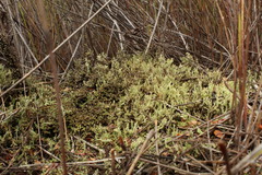 Cladonia amaurocraea