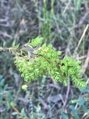 Pimelea flava flava