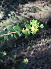 Pimelea flava flava