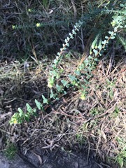 Pimelea flava flava