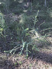 Pimelea flava flava