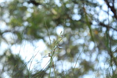 Eriochilus dilatatus