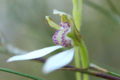 Eriochilus dilatatus
