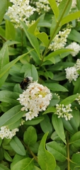 Bombus