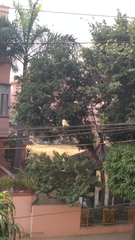 Passer domesticus