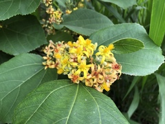 Grewia tiliifolia