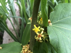 Grewia tiliifolia
