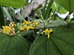 Grewia tiliifolia