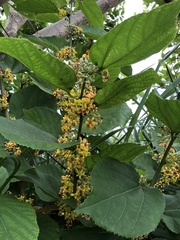 Grewia tiliifolia