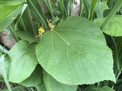 Grewia tiliifolia