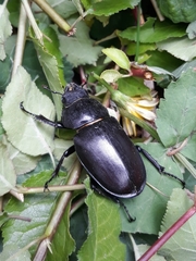 Lucanus cervus