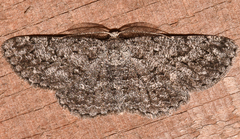 Hypomecis umbrosaria