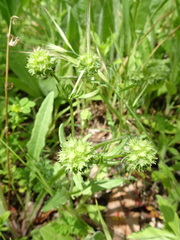 Valerianella discoidea