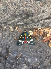 Callimorpha dominula