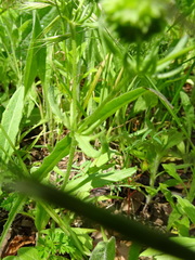 Valerianella discoidea