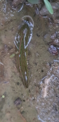 Whitmania edentula