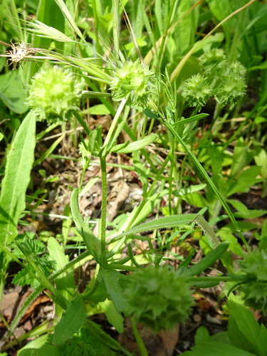 Image of Valerianella discoidea by (c) Thomas Koffel, some rights reserved (CC BY)
