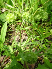 Valerianella discoidea