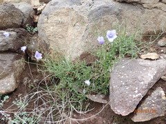 Wahlenbergia cuspidata