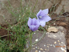 Wahlenbergia cuspidata