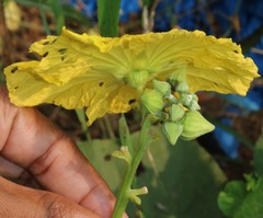 Luffa aegyptiaca