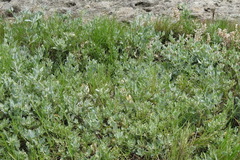 Atriplex maximowicziana
