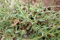 Wahlenbergia cuspidata